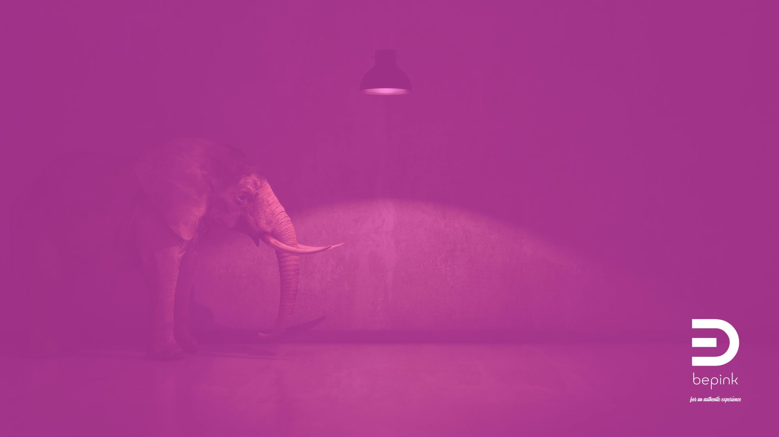What We Keep Failing to See An elephant stands in a nearly empty room under soft magenta lighting, evoking something that remains clearly visible yet is persistently ignored.